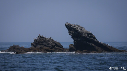 探访辽宁长山群岛候鸟栖息地