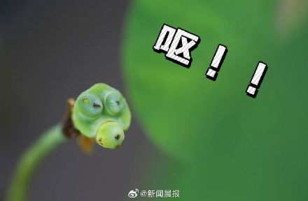 上海古猗园莲蓬长出表情包 上海古猗园莲蓬长出表情包
