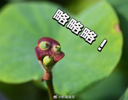 上海古猗园莲蓬长出表情包 上海古猗园莲蓬长出表情包