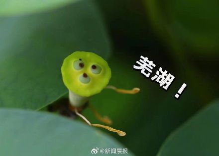 上海古猗园莲蓬长出表情包 上海古猗园莲蓬长出表情包