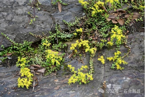 安徽石台发现植物新种! 安徽石台发现植物新种!