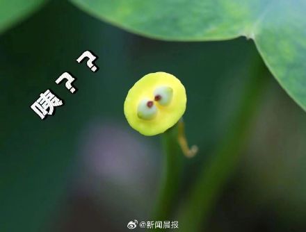 上海古猗园莲蓬长出表情包 上海古猗园莲蓬长出表情包