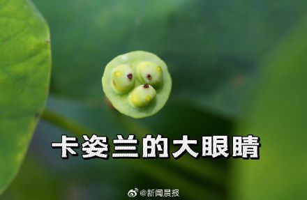 上海古猗园莲蓬长出表情包 上海古猗园莲蓬长出表情包