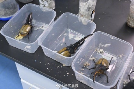 上海海关三年来截获外来物种510种次，查获“异宠”近2.2万只