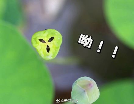 上海古猗园莲蓬长出表情包 上海古猗园莲蓬长出表情包