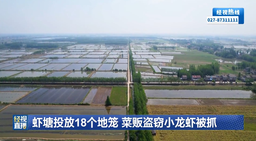 湖北黄冈一菜贩深夜偷小龙虾牟利，虾塘投放18个地笼，共盗窃10余斤！警方：已行拘