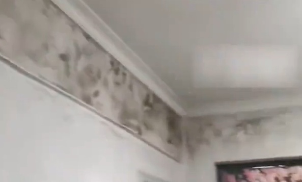 全屋大面积霉菌致一家人频繁生病 潮湿环境如何科学除霉? 全屋大面积霉菌致一家人频繁生病 潮湿环境如何科学除霉?