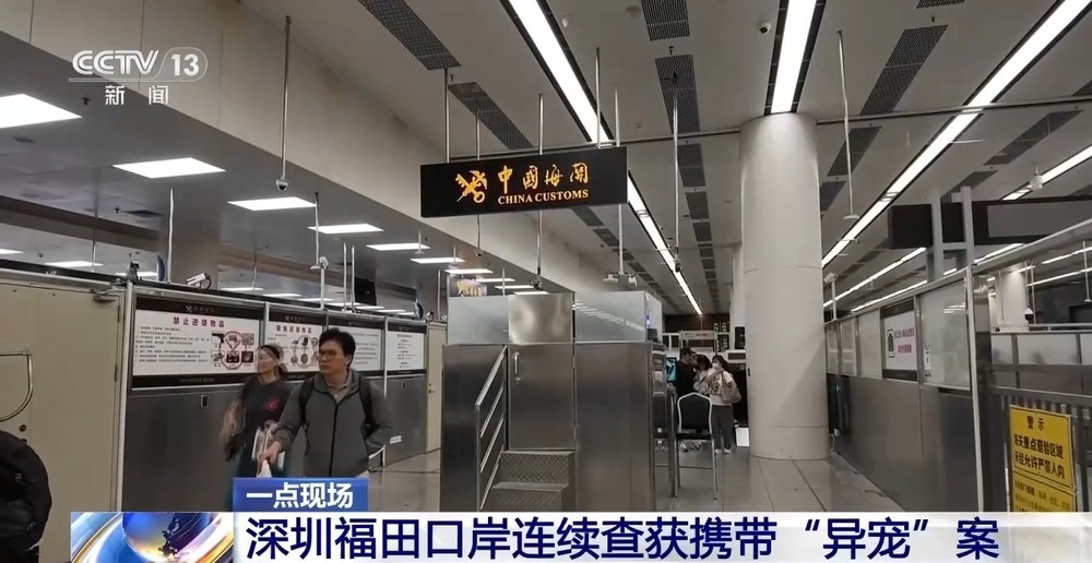 深圳福田口岸连续查获携带“异宠”案 深圳福田口岸连续查获携带“异宠”案