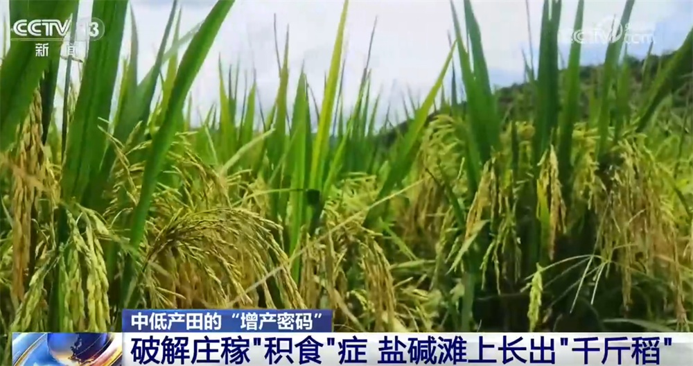 “新品种+新技术”让中低产田变身“高产田” 智慧农业照进现实增收提产 “新品种+新技术”让中低产田变身“高产田” 智慧农业照进现实增收提产