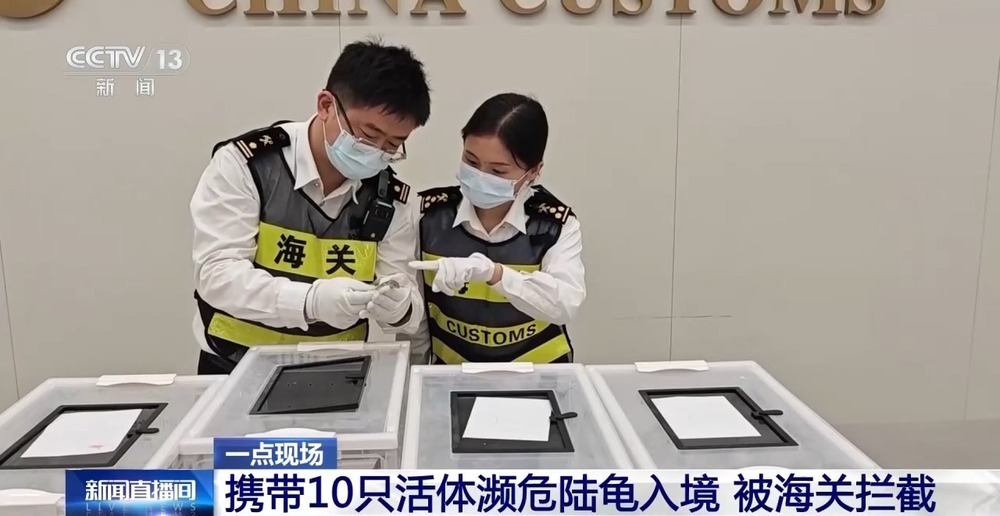 深圳福田口岸连续查获携带“异宠”案 深圳福田口岸连续查获携带“异宠”案