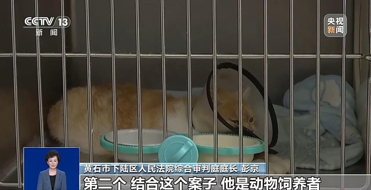 孩子店内逗猫被咬伤,责任谁来担?法院判了 孩子店内逗猫被咬伤,责任谁来担?法院判了
