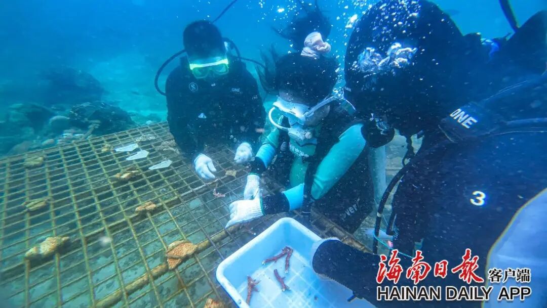 每天下水三四小时,工位在海底!他们在三亚“种树”十余年 每天下水三四小时,工位在海底!他们在三亚“种树”十余年