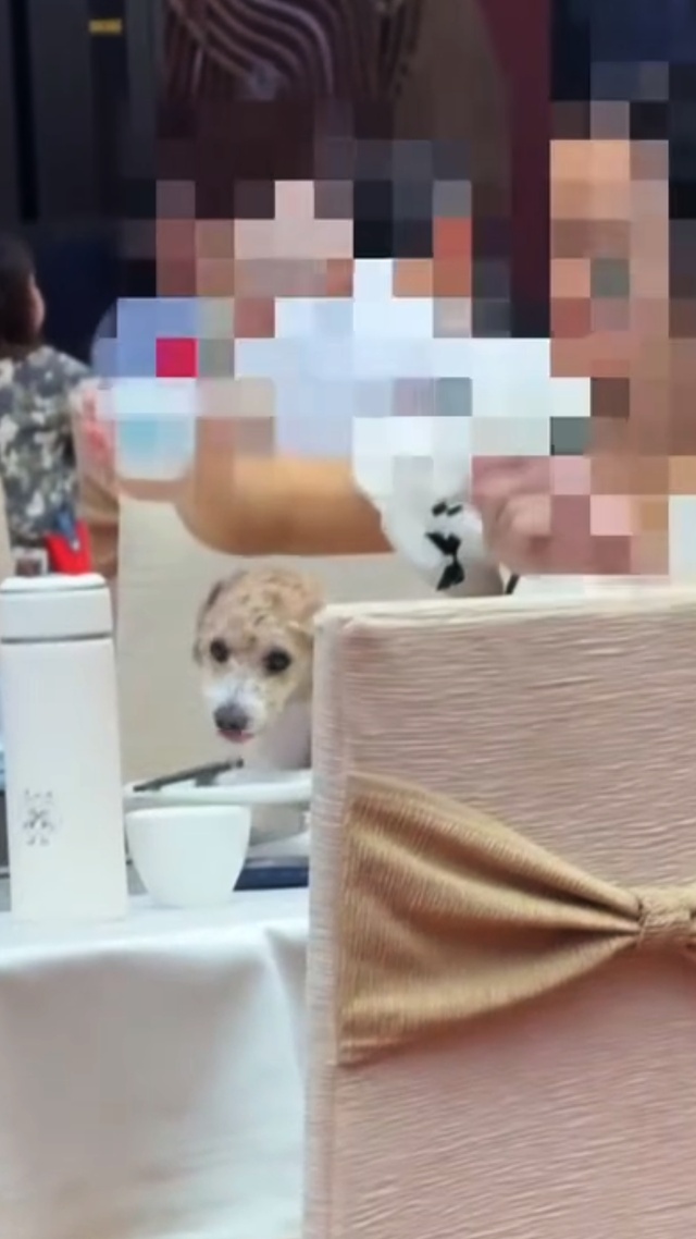 顾客带犬只进餐厅并让其直接舔食盘中食物，酒店回应