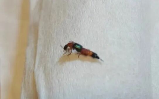 不要拍!不要打!正是隐翅虫高峰期,杭州姑娘痛到失眠,还有人差点毁容 不要拍!不要打!正是隐翅虫高峰期,杭州姑娘痛到失眠,还有人差点毁容