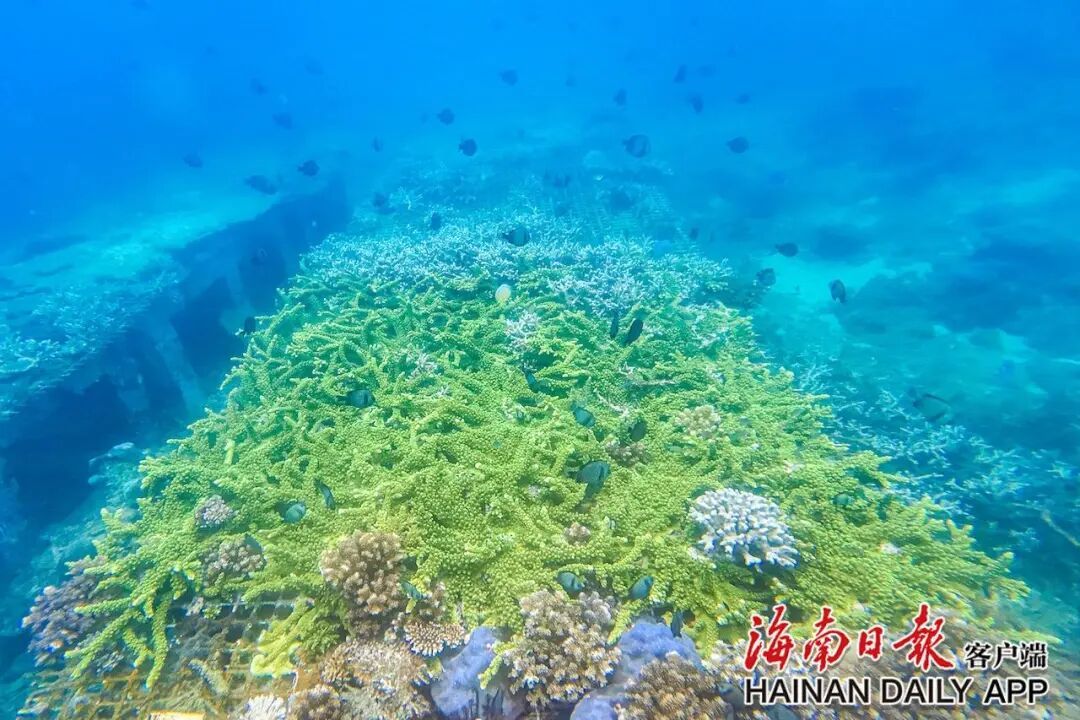 每天下水三四小时,工位在海底!他们在三亚“种树”十余年 每天下水三四小时,工位在海底!他们在三亚“种树”十余年