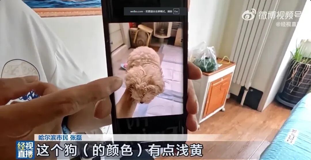 1400元购入香槟色小狗,洗澡后变纯白!商家特意叮嘱“七天不洗澡” 1400元购入香槟色小狗,洗澡后变纯白!商家特意叮嘱“七天不洗澡”