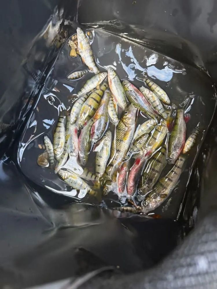 两人下药毒鱼,想“弄点野味尝尝”警方:依法采取刑事强制措施 两人下药毒鱼,想“弄点野味尝尝”警方:依法采取刑事强制措施