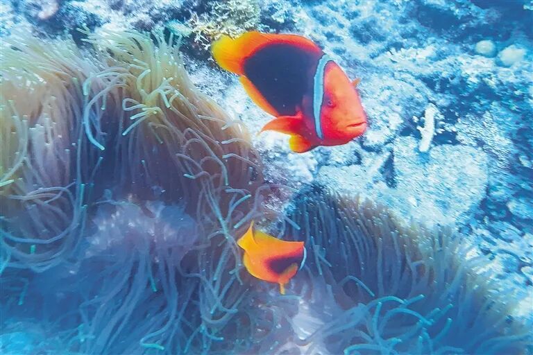 每天下水三四小时,工位在海底!他们在三亚“种树”十余年 每天下水三四小时,工位在海底!他们在三亚“种树”十余年