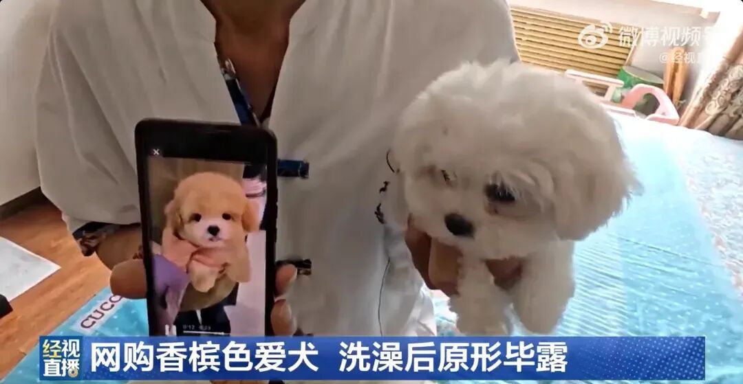 1400元购入香槟色小狗,洗澡后变纯白!商家特意叮嘱“七天不洗澡” 1400元购入香槟色小狗,洗澡后变纯白!商家特意叮嘱“七天不洗澡”