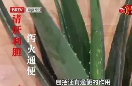 它被称为“天然青霉素”,夏天常用,抑菌消炎、美容抗衰老、通便,但吃不对有危险 它被称为“天然青霉素”,夏天常用,抑菌消炎、美容抗衰老、通便,但吃不对有危险
