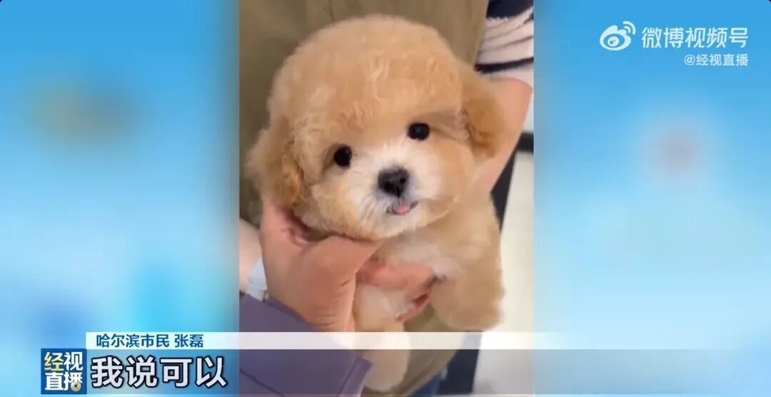 1400元购入香槟色小狗,洗澡后变纯白!商家特意叮嘱“七天不洗澡” 1400元购入香槟色小狗,洗澡后变纯白!商家特意叮嘱“七天不洗澡”