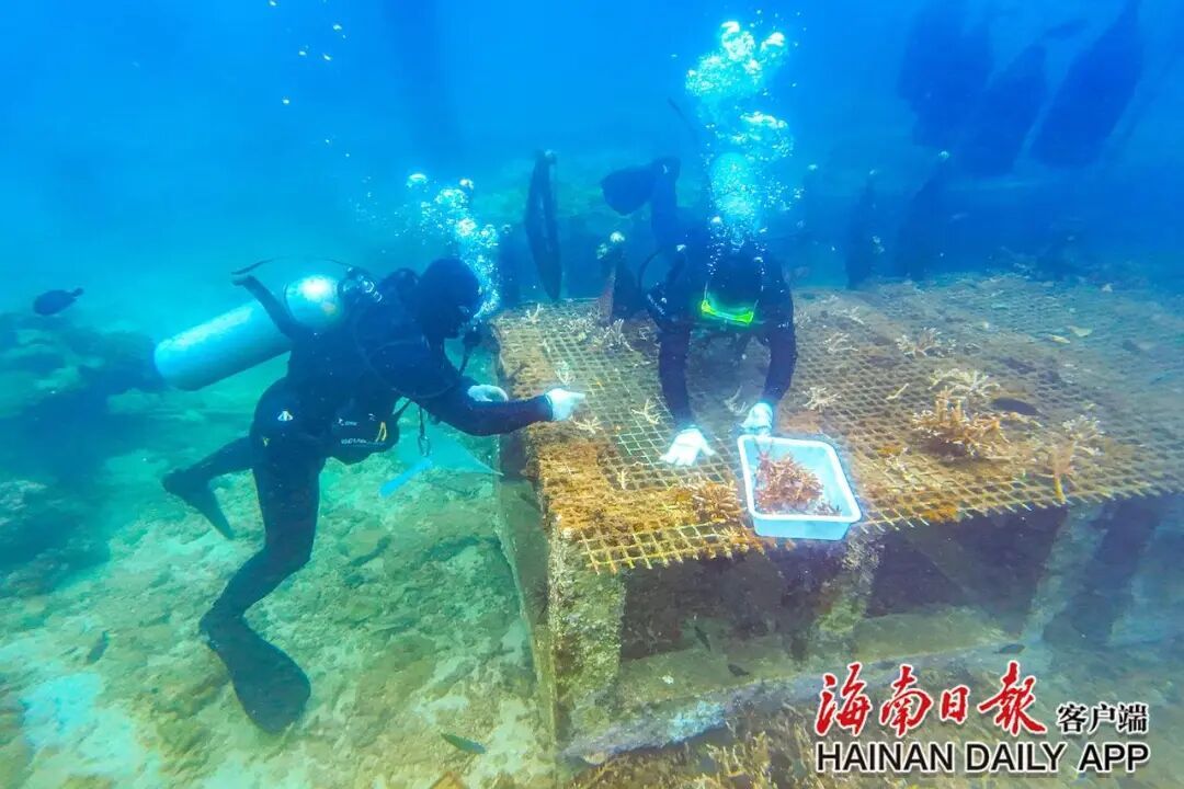 每天下水三四小时,工位在海底!他们在三亚“种树”十余年 每天下水三四小时,工位在海底!他们在三亚“种树”十余年