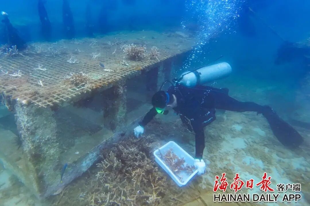 每天下水三四小时,工位在海底!他们在三亚“种树”十余年 每天下水三四小时,工位在海底!他们在三亚“种树”十余年