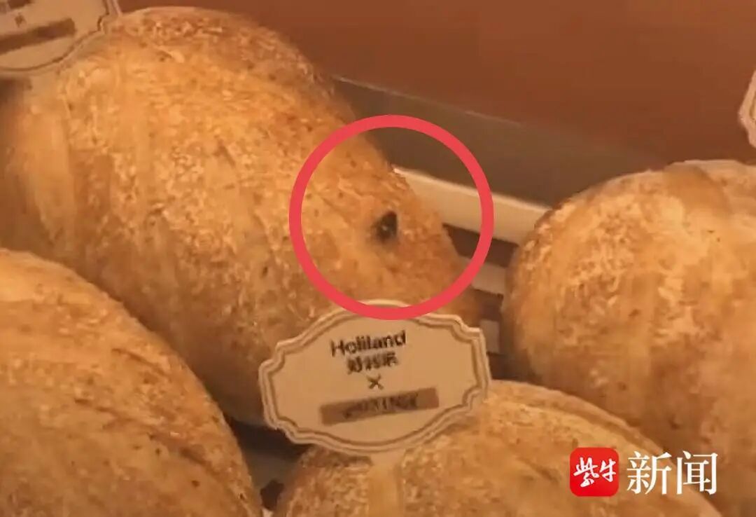 南京两家好利来面包柜内苍蝇飞舞，店员：“天气热，常有的事”
