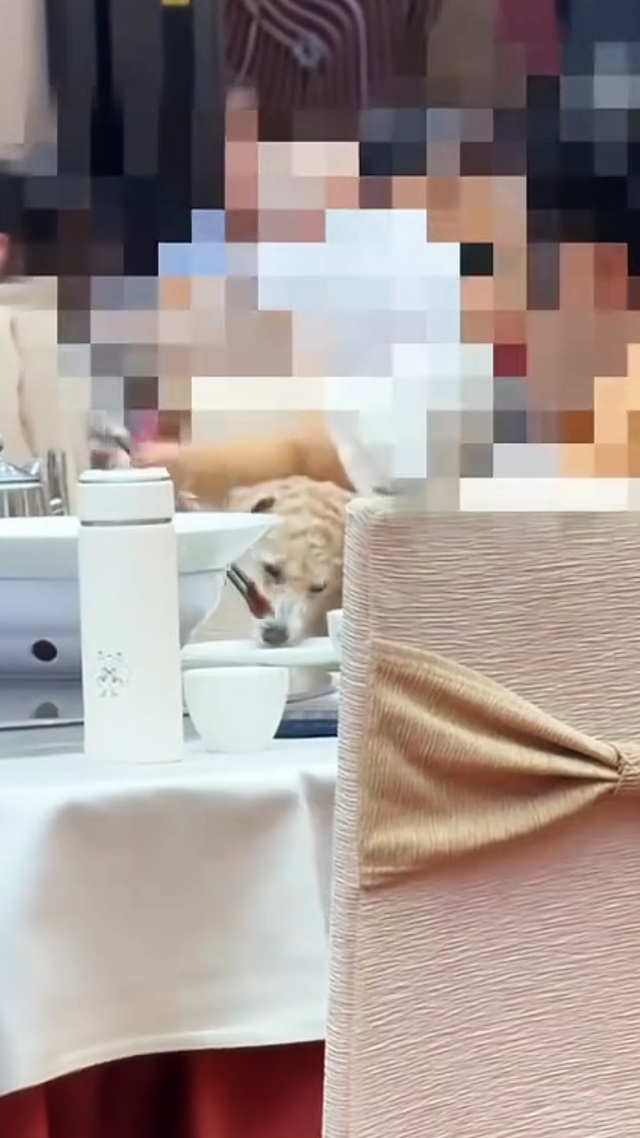 顾客带犬只进餐厅并让其直接舔食盘中食物，酒店回应