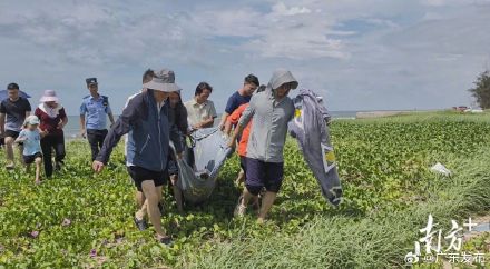 湛江发现搁浅海豚,已送至硇洲岛“疗养” 湛江发现搁浅海豚,已送至硇洲岛“疗养”