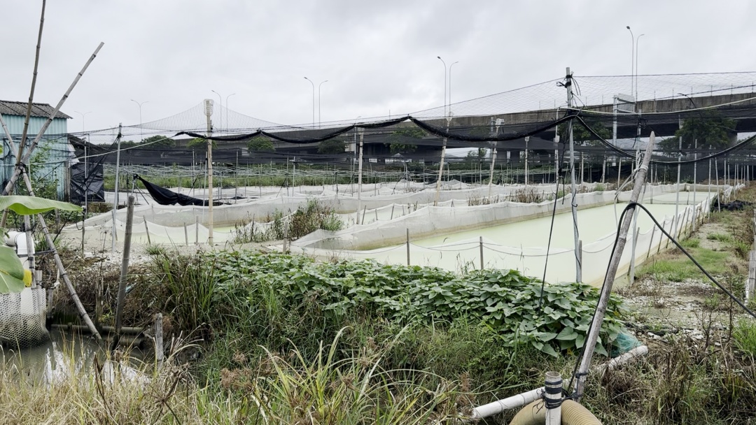 多地曝抗生素牛蛙,“超标的卖给外卖店…”官方通报→ 多地曝抗生素牛蛙,“超标的卖给外卖店…”官方通报→