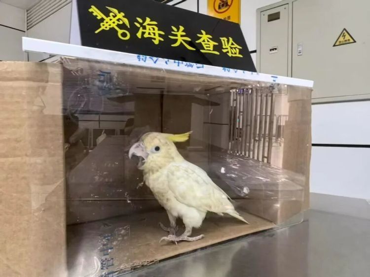 男子没带行李,却不敢露左手?深圳湾海关当场查获 男子没带行李,却不敢露左手?深圳湾海关当场查获