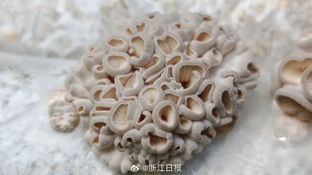 全网追更的“果菌王”,上新了!两年前,浙江网友一颗“烂苹果”被中科院博士求购,后来的事谁都没想到…… 全网追更的“果菌王”,上新了!两年前,浙江网友一颗“烂苹果”被中科院博士求购,后来的事谁都没想到……