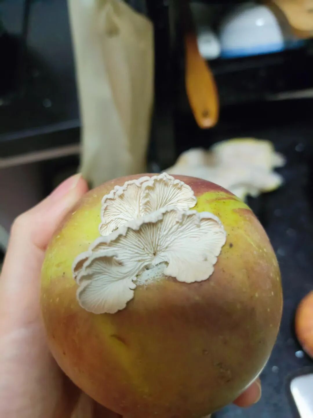 全网追更的“果菌王”,上新了!两年前,浙江网友一颗“烂苹果”被中科院博士求购,后来的事谁都没想到…… 全网追更的“果菌王”,上新了!两年前,浙江网友一颗“烂苹果”被中科院博士求购,后来的事谁都没想到……