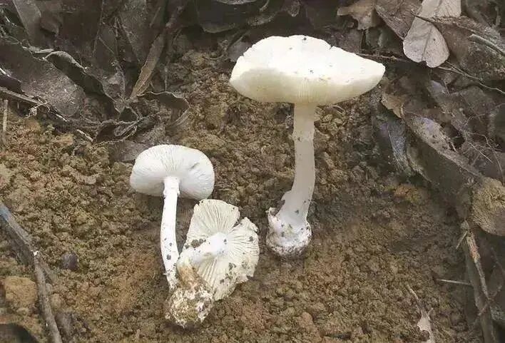 广州连日降雨长出“野味”蘑菇?提醒:切勿采摘食用! 广州连日降雨长出“野味”蘑菇?提醒:切勿采摘食用!