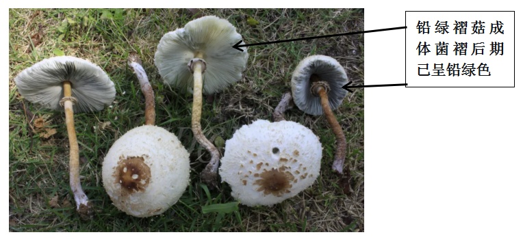 广州连日降雨长出“野味”蘑菇?提醒:切勿采摘食用! 广州连日降雨长出“野味”蘑菇?提醒:切勿采摘食用!