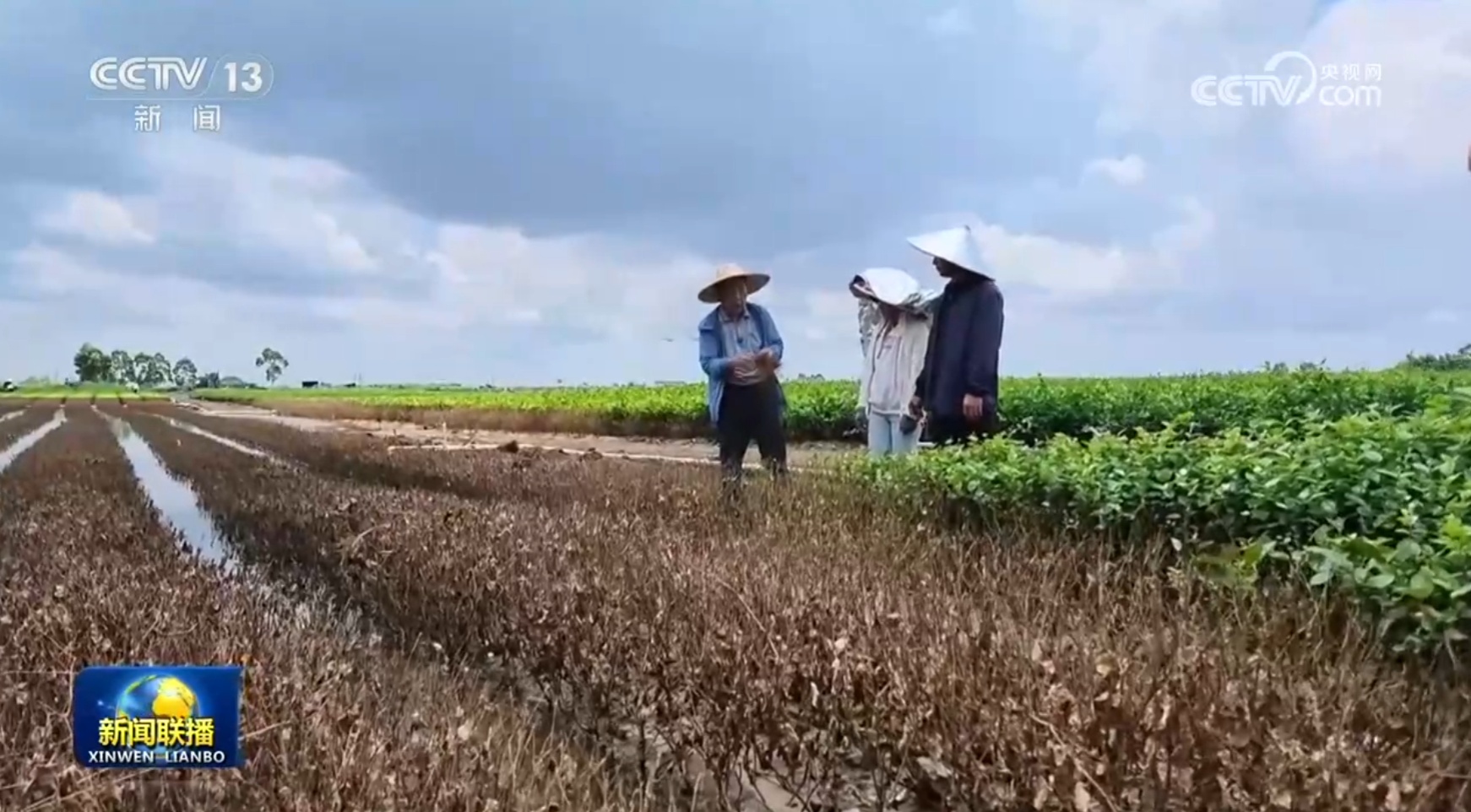 【一线调研】风雨过后茉莉开 【一线调研】风雨过后茉莉开
