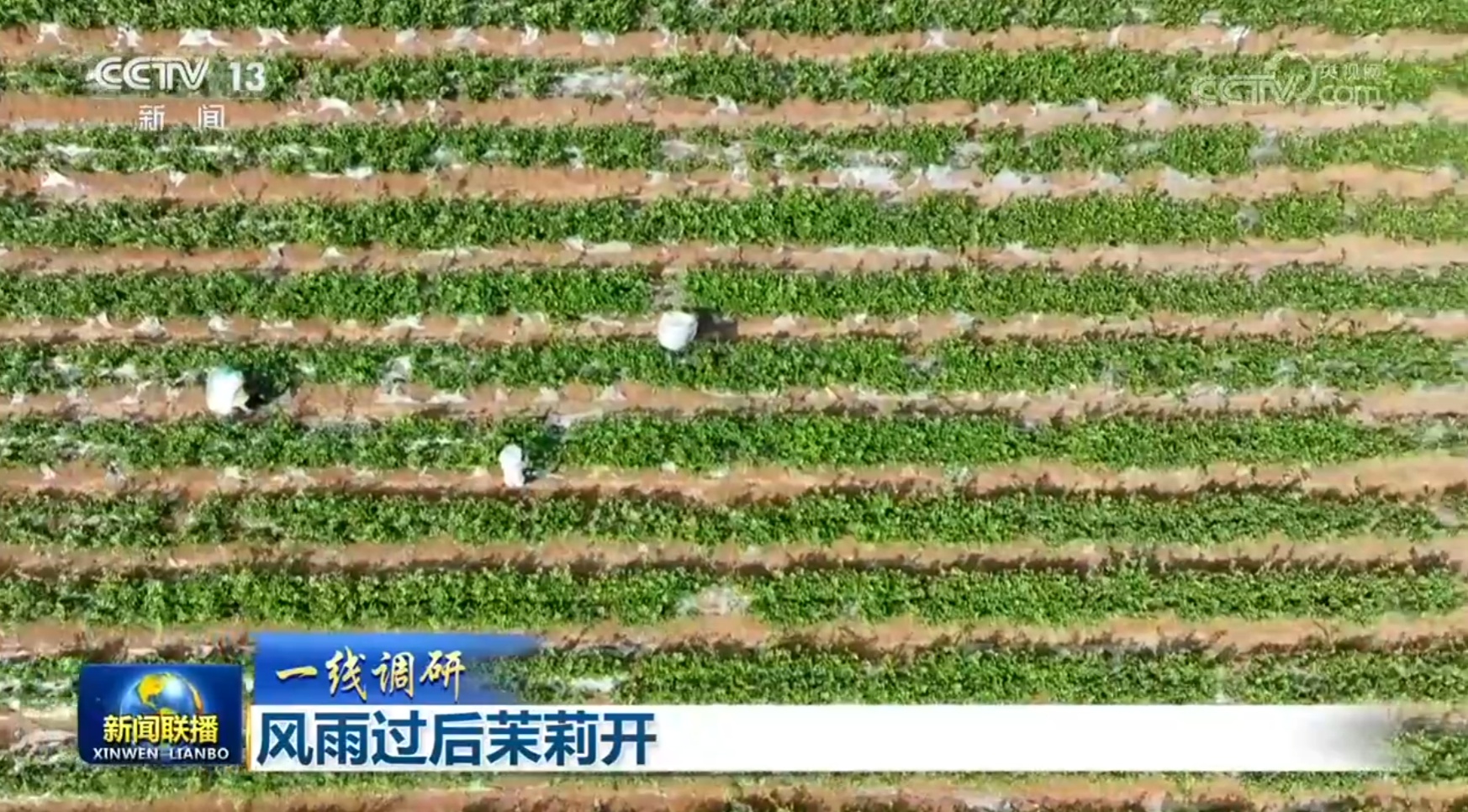 【一线调研】风雨过后茉莉开 【一线调研】风雨过后茉莉开