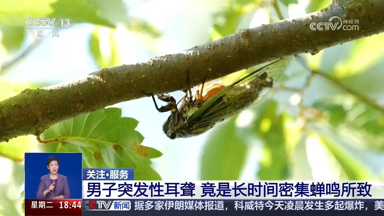 男子突发性耳聋 竟是长时间密集蝉鸣所致 男子突发性耳聋 竟是长时间密集蝉鸣所致