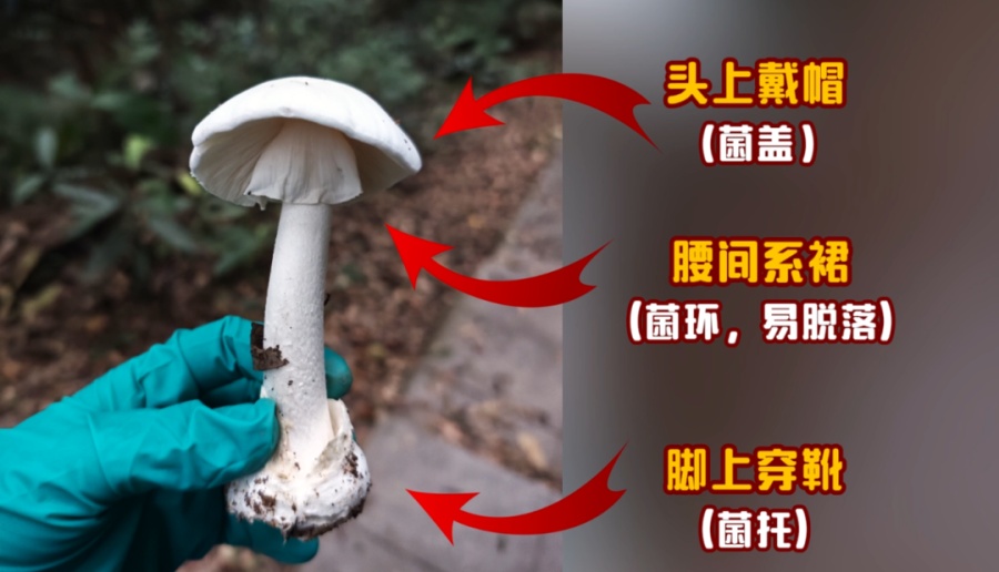 广州连日降雨长出“野味”蘑菇?提醒:切勿采摘食用! 广州连日降雨长出“野味”蘑菇?提醒:切勿采摘食用!
