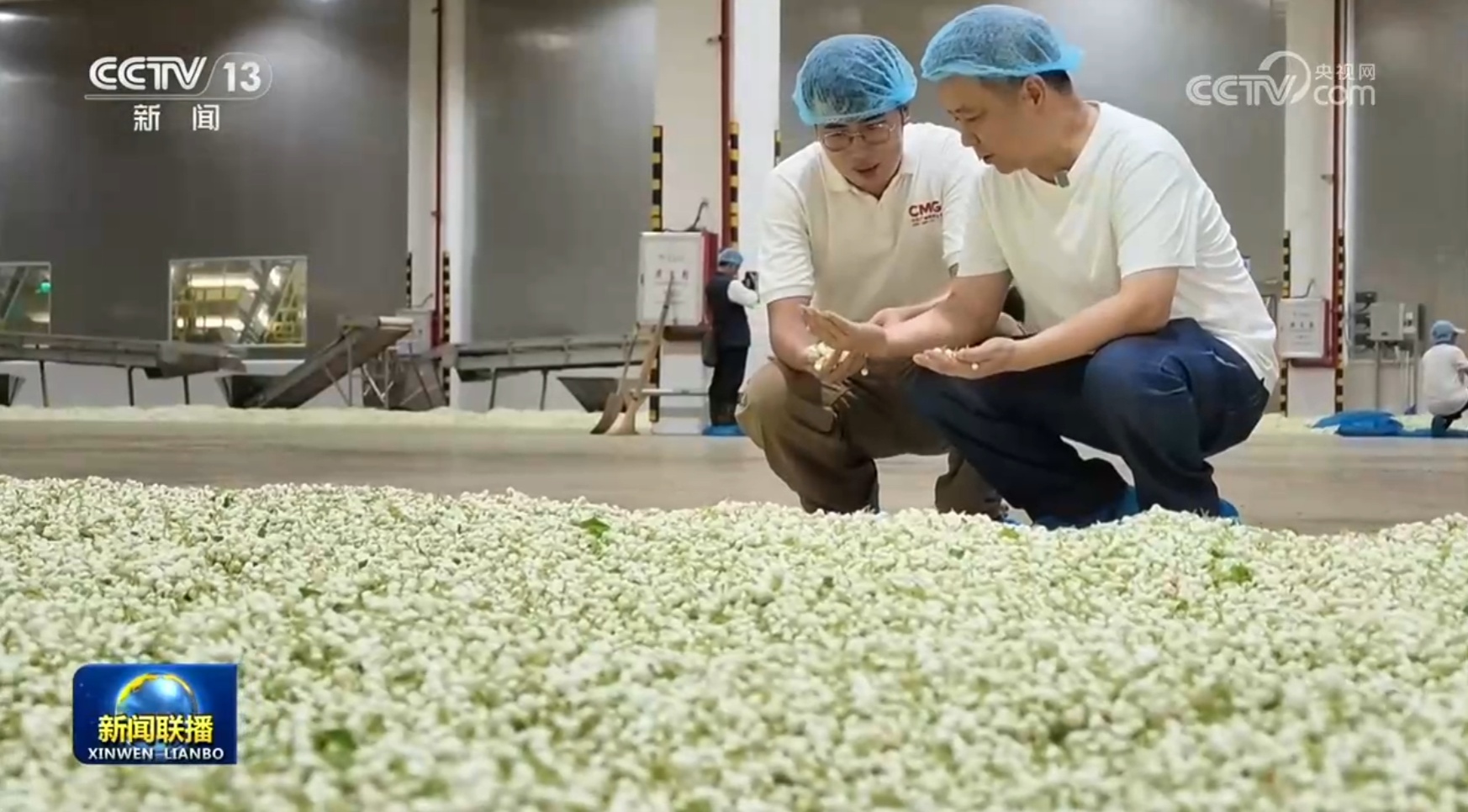【一线调研】风雨过后茉莉开 【一线调研】风雨过后茉莉开