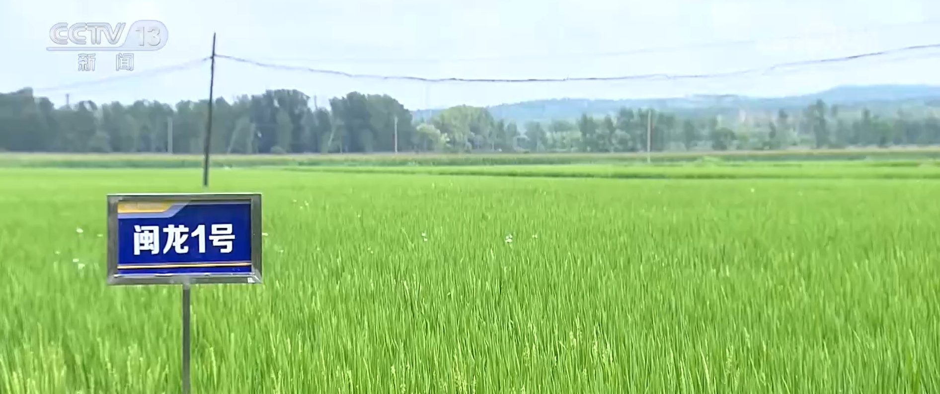 从“飞地粮仓”到合作育种 跨区域深度协作成为新趋势 共筑粮食安全网 从“飞地粮仓”到合作育种 跨区域深度协作成为新趋势 共筑粮食安全网
