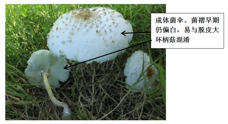 广州连日降雨长出“野味”蘑菇?提醒:切勿采摘食用! 广州连日降雨长出“野味”蘑菇?提醒:切勿采摘食用!