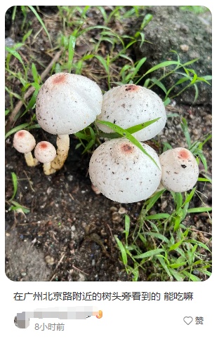 广州连日降雨长出“野味”蘑菇?提醒:切勿采摘食用! 广州连日降雨长出“野味”蘑菇?提醒:切勿采摘食用!