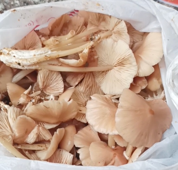 广州连日降雨长出“野味”蘑菇?提醒:切勿采摘食用! 广州连日降雨长出“野味”蘑菇?提醒:切勿采摘食用!