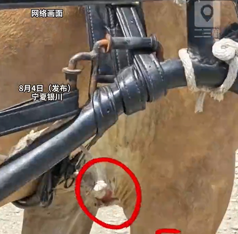 游客量激增,马匹大腿被磨破仍在拉车,景区致歉:深感愧疚与自责 游客量激增,马匹大腿被磨破仍在拉车,景区致歉:深感愧疚与自责