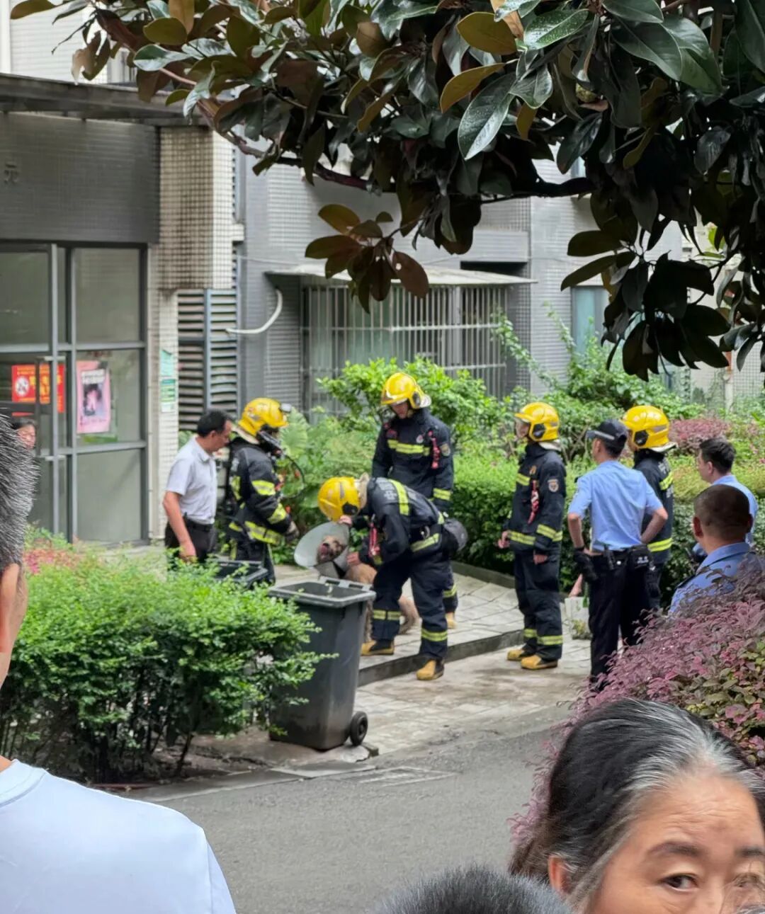 成都一居民家起火,金毛爬窗边吼叫惊动邻居及时报警,消防员赶来灭火并将狗救出 成都一居民家起火,金毛爬窗边吼叫惊动邻居及时报警,消防员赶来灭火并将狗救出