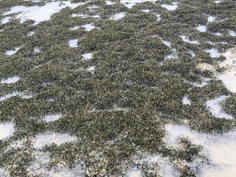 深圳发现珍贵海草床!填补深圳典型海洋生态空白,但极其脆弱 深圳发现珍贵海草床!填补深圳典型海洋生态空白,但极其脆弱