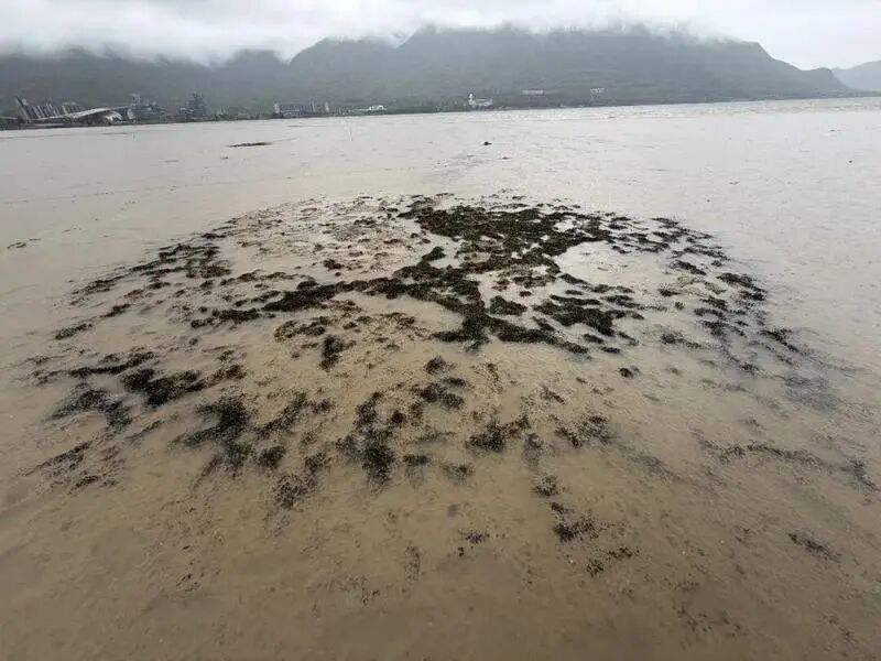 深圳发现珍贵海草床!填补深圳典型海洋生态空白,但极其脆弱 深圳发现珍贵海草床!填补深圳典型海洋生态空白,但极其脆弱