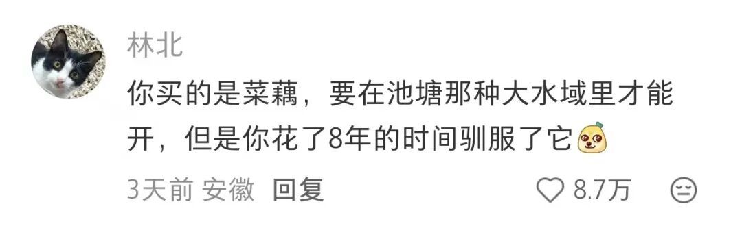 女子在美国种下莲子,苦等8年终于开出荷花 女子在美国种下莲子,苦等8年终于开出荷花